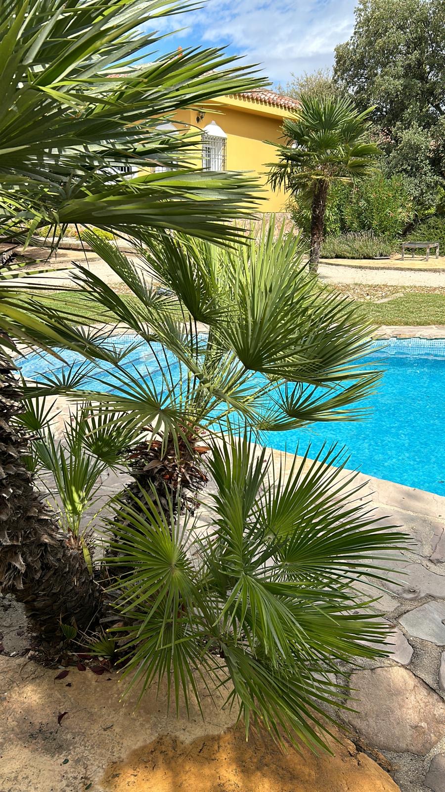 Palmeras junto a la piscina